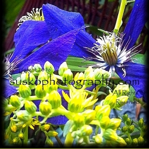 Clematis and Sedum Flowers