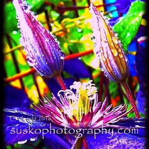 Clematis Buds in the Rain