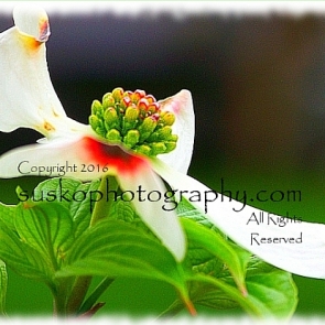 Dogwood Flower