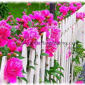 Pink Peonies Along White Fence