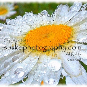 Daisy Droplets