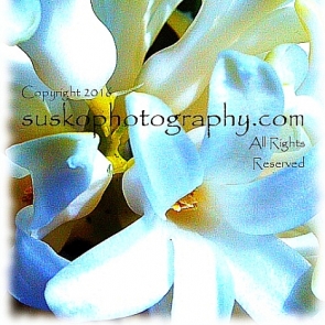 "Snow" White Hyacinth